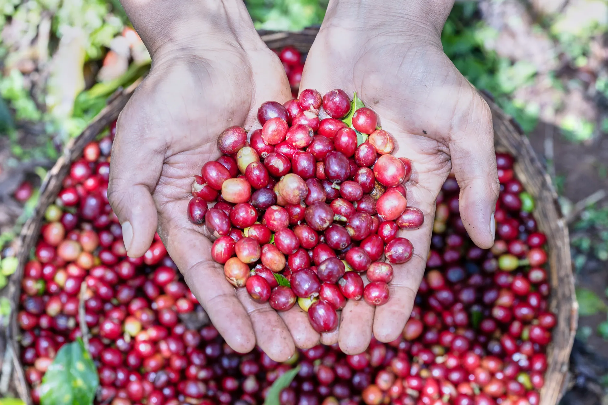 Two hands holding freshly picked red coffee cherries