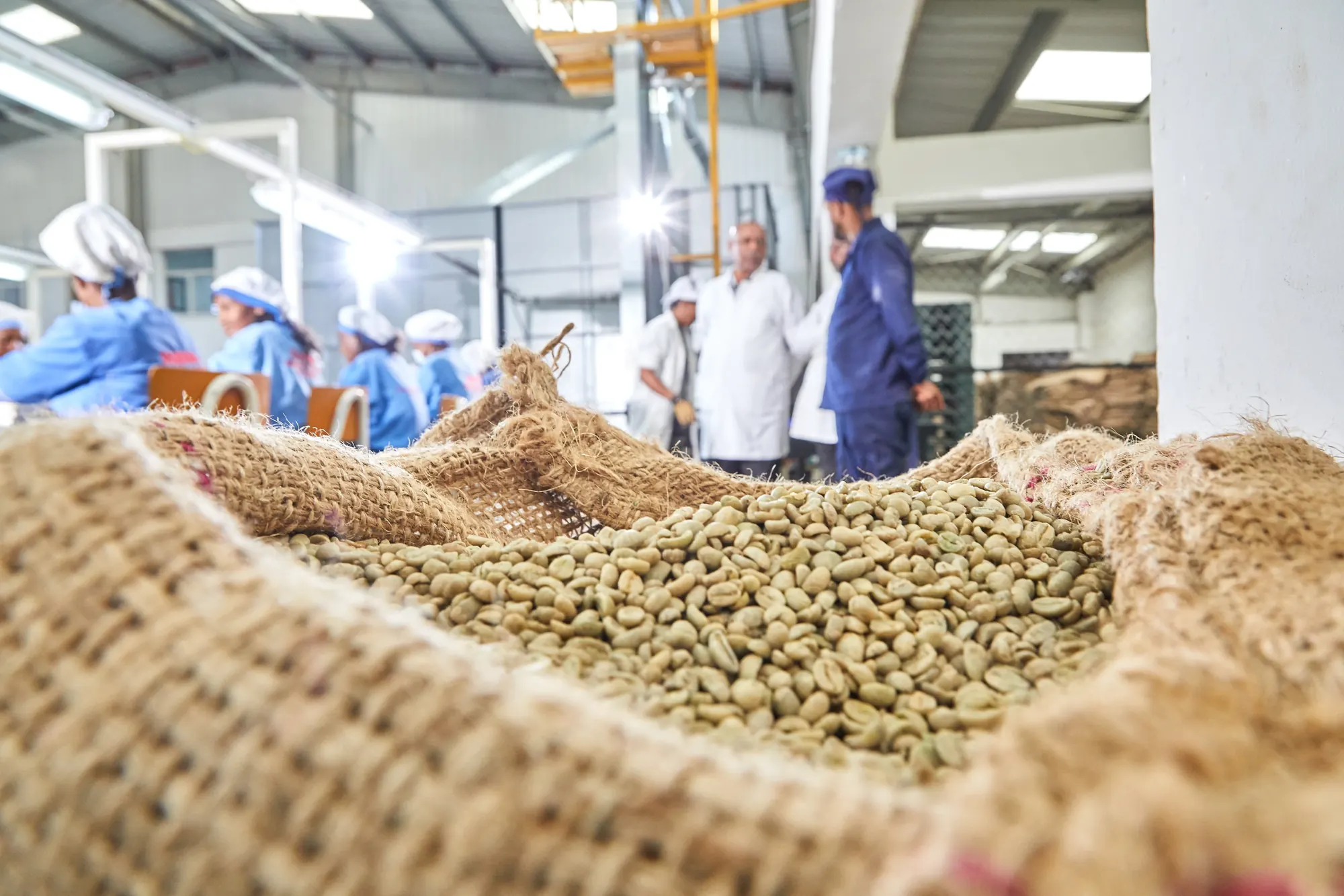 Green coffee in open sacks on the processing floor, with the quality team inspecting