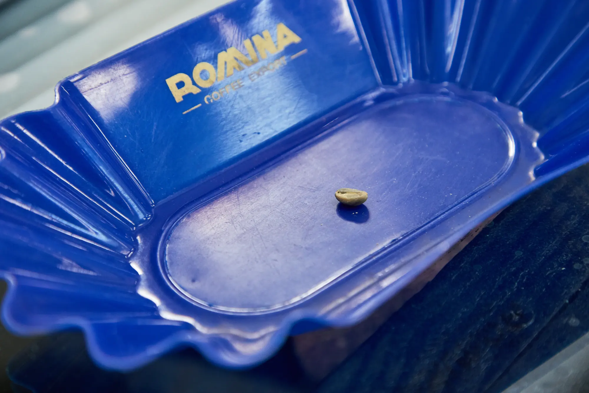 A single green bean in a Romina sample tray